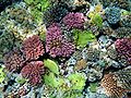 Multy color corals.JPG