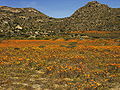 Namaqualand, Goegap 1029.jpg