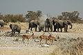Namibie Etosha Elephant 02.JPG