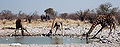 Namibie Etosha Girafe 01.jpg