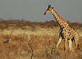 Namibie Etosha Girafe 02.jpg