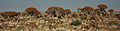 Namibie Quivertree Forest 01.JPG
