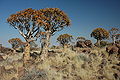 Namibie Quivertree Forest 02.JPG