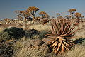 Namibie Quivertree Forest 03.JPG