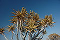 Namibie Quivertree Forest 05.JPG