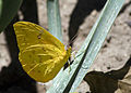 Orange-barred Sulphur (Phoebis philea) in Ecuador.jpg