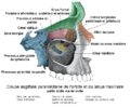Orbite et Sinus maxillaire.png