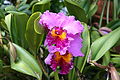 Orchid d 15APR06 Powell Gardens MO USA.JPG