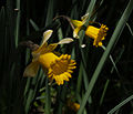 Påskelilje Narcissus pseudonarcissus.jpg