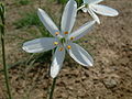 Pajecznica liliowata Anthericum lilago2.jpg