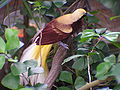 Paradisaea minor (Lesser Bird of Paradise).jpg