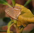 Pea Blue (Lampides boeticus) at Samsing, Duars, West Bengal W IMG 6304.jpg