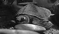 Pig-nosed Turtle Pengo.jpg