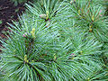 Pinus peuce 02.jpg