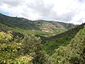 Plateau de Montselgues depuis Thines