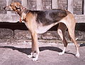 PolishSighthound-001.jpg