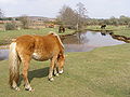 Ponies grazing at latchmore bottom new forest.jpg