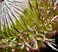 Protea cynaroides 4.jpg