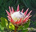 Protea cynaroides 5.jpg