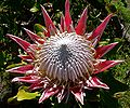 Protea cynaroides 6.jpg