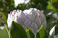 Protea flower.jpg