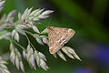 Pyrausta despicata-02 (xndr).jpg