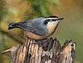 Red-breasted Nuthatch (Sitta canadensis)6.jpg