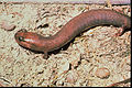 Red Hills Salamander.JPG