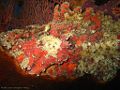 Reef Stonefish.jpg