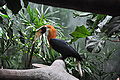 Rhyticeros plicatus -Lincoln Park Zoo-8a.jpg