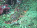 Scorpionfish.jpg