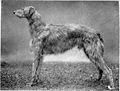 Scottish-deerhound-dog-large.jpg