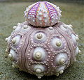 Sea urchin tests.jpg