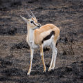Serengeti Thomson-Gazelle3.jpg