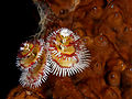 Spirobranchus giganteus (Christmas tree worm) red and white.jpg