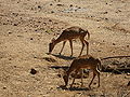 Spotted Deer in Vandaloor Zoo.JPG