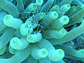 Spotted cleaner shrimp.jpg