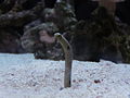 Spotted garden eel seattle 2008.JPG