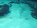 Squatina squatina.003 - Aquarium Finisterrae.JPG