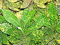 Starr 070124-3866 Codiaeum variegatum.jpg