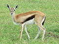 Thomson's Gazelle in Lake Nakuru National Park.JPG