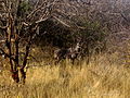 Tragelaphus imberbis australis male in Tsavo West National Park (edited).jpg