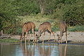Tragelaphus strepsiceros -Chobe River front, Botswana -three drinking-8.jpg