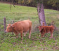 Vaca Asturiana de los valles.jpg
