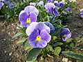 Viola tricolor-01.jpg