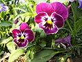 Viola tricolor-02.jpg