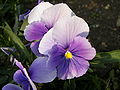 Viola tricolor-03.jpg