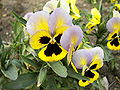 Viola tricolor-04.jpg