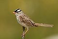 White-crowned-Sparrow.jpg