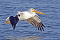 White pelican02 - natures pics.jpg